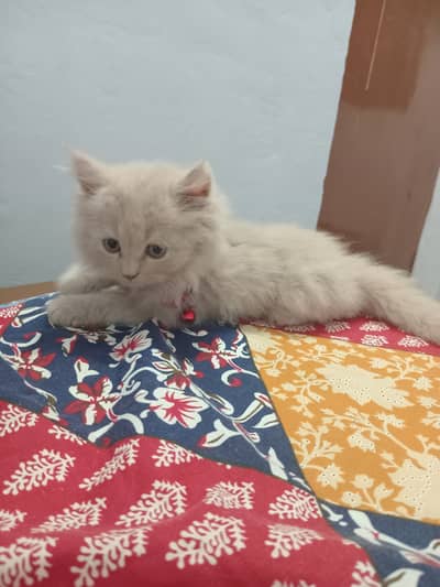Kitten ginger + full saman
