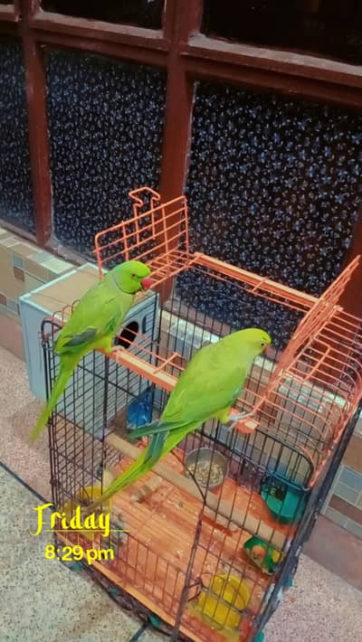 breeder pair of hand tame green parrots