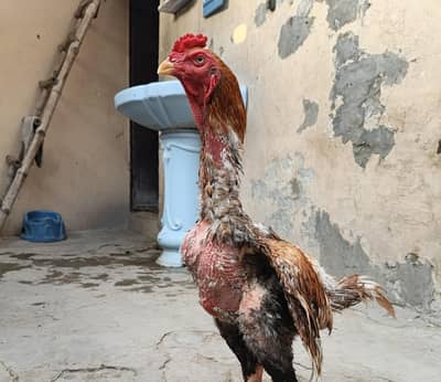 pura Shijra Aseel. . . Quality bird