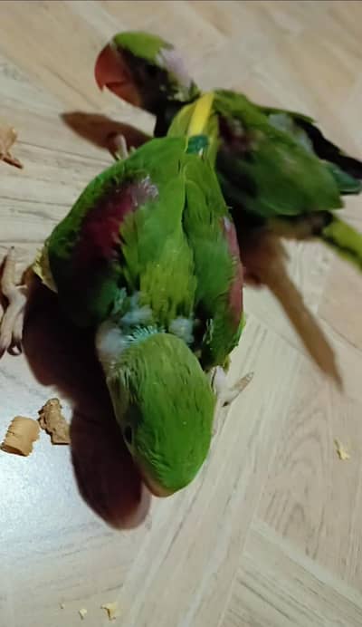 Parrots chick| 03060440448
