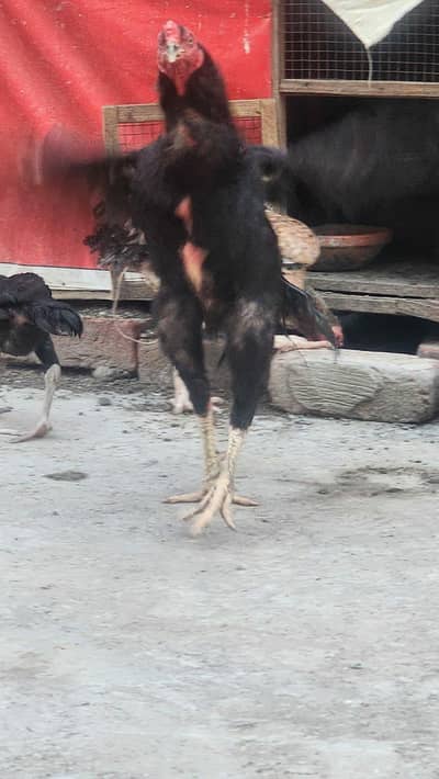 ASEEL PAIR AND CHICKS 2