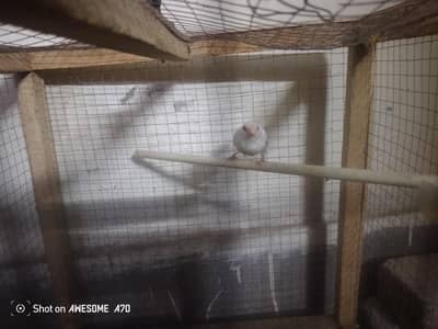 Female finch for sale