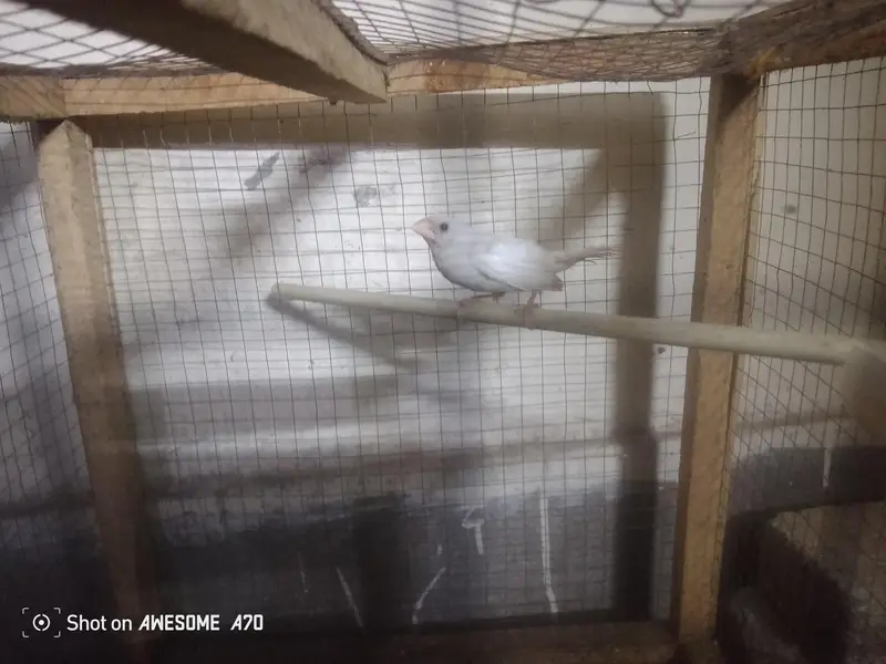 Female finch for sale — photo 3