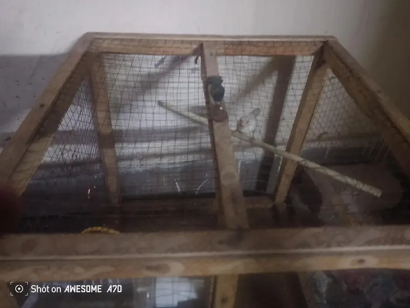 Female finch for sale — photo 4
