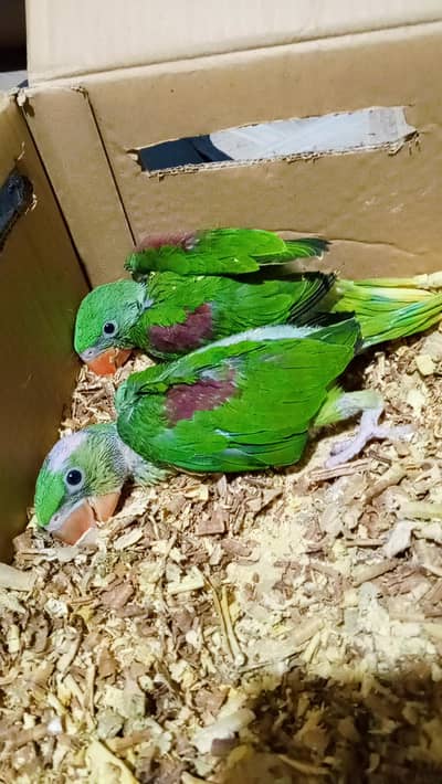 Parrot Chick
