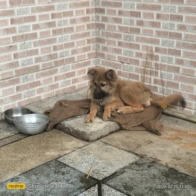 Urgent for sale