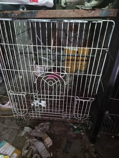 RAW PARROTS Cage for sale