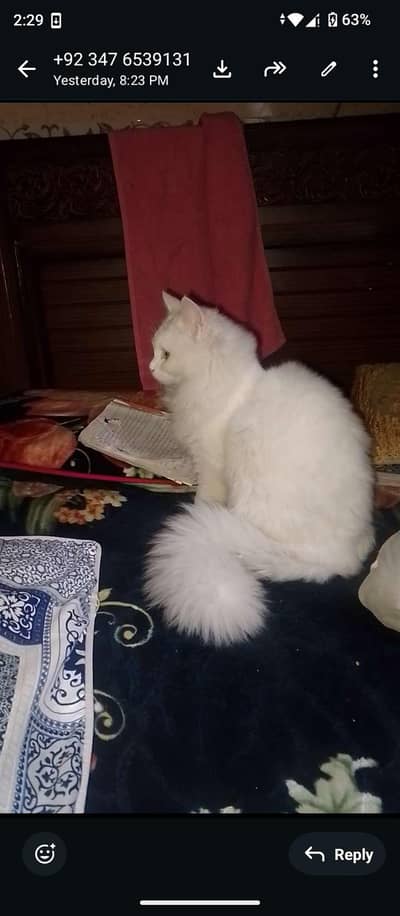 cat for sale