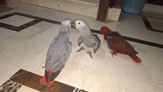 African grey and Eclectus babies - home breads