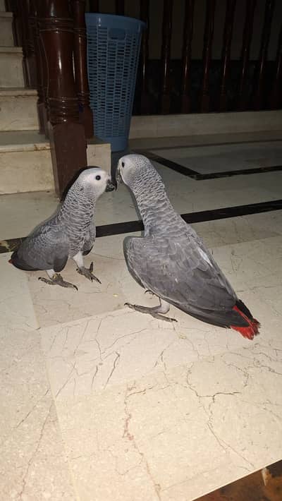 African grey babies - home breads