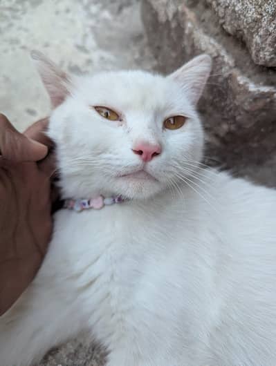 Persian female cat for adoption