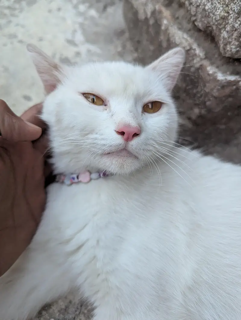 Persian female cat for adoption