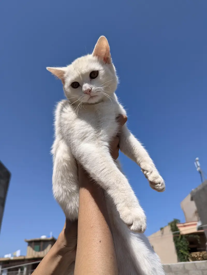 Persian female cat for adoption — photo 3