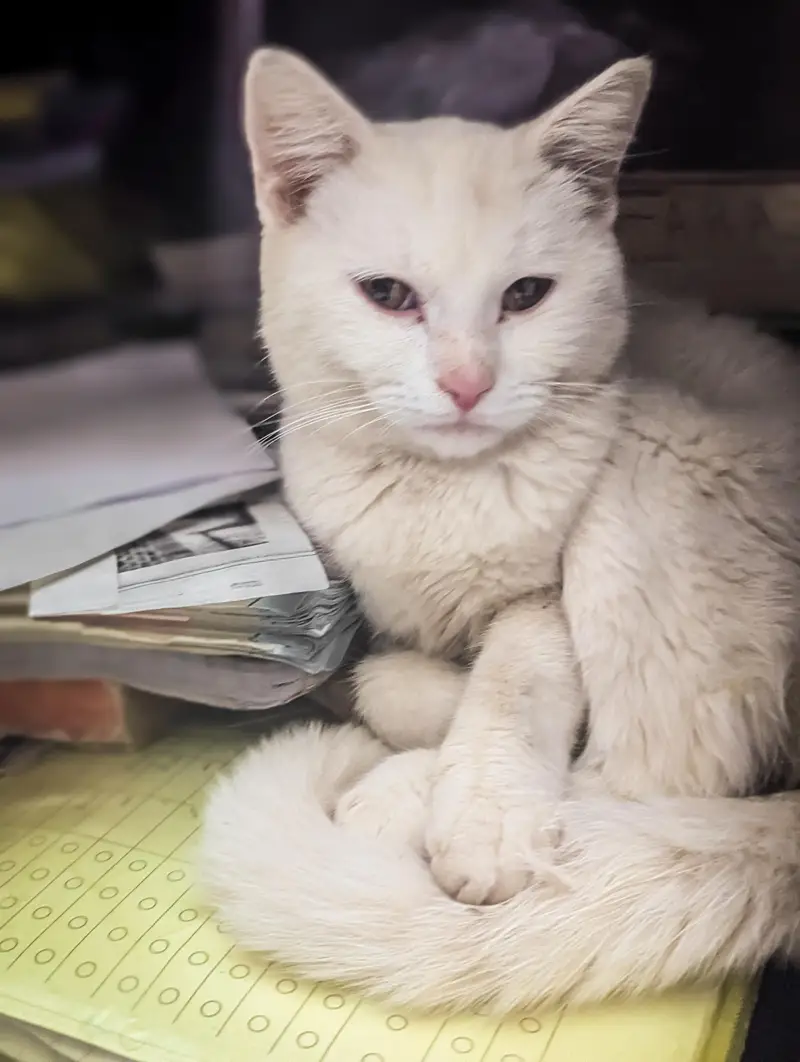 Persian female cat for adoption — photo 4