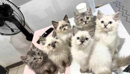 Pure Ragdoll, Hamalayan or Persian Triple coated kittens For sale