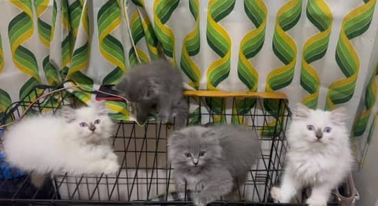 Persian, hamalayan or ragdoll kittens for sale(adult cats on adoption)