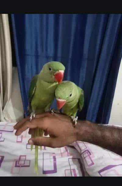 raw parrot pair RS,35000
