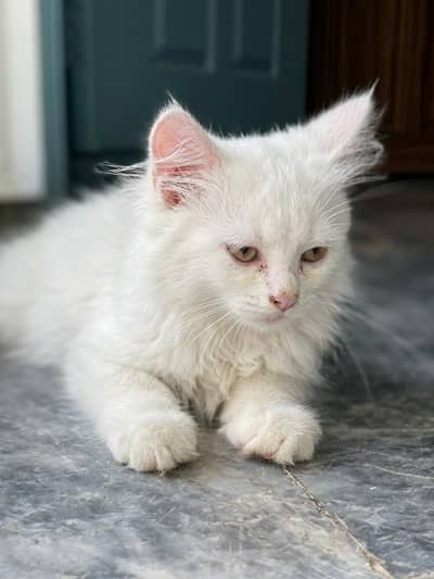 Top Quality Fluffy Persian Kittens (2 Months Old)