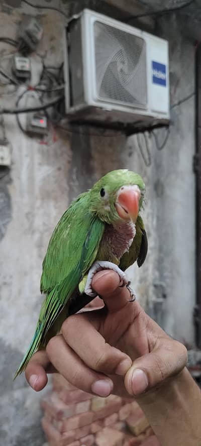 parrot chick