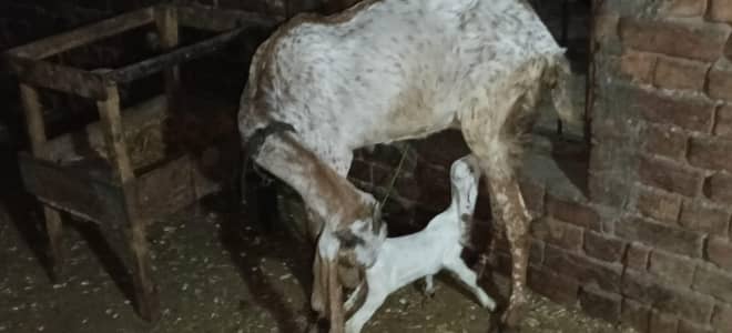 3 bakriya for sale sale (03270903036)