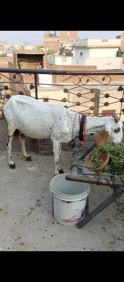 bakri 2 bachai active
