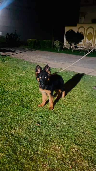 German shepherd 4 months female puppy black mask