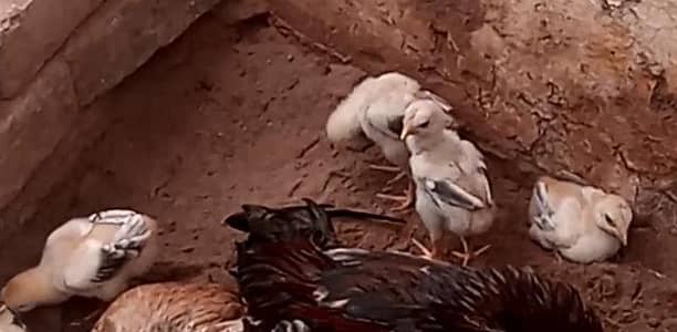 8 miawali chicks