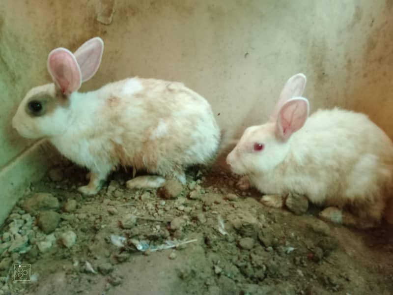 Rabbit Pair 0
