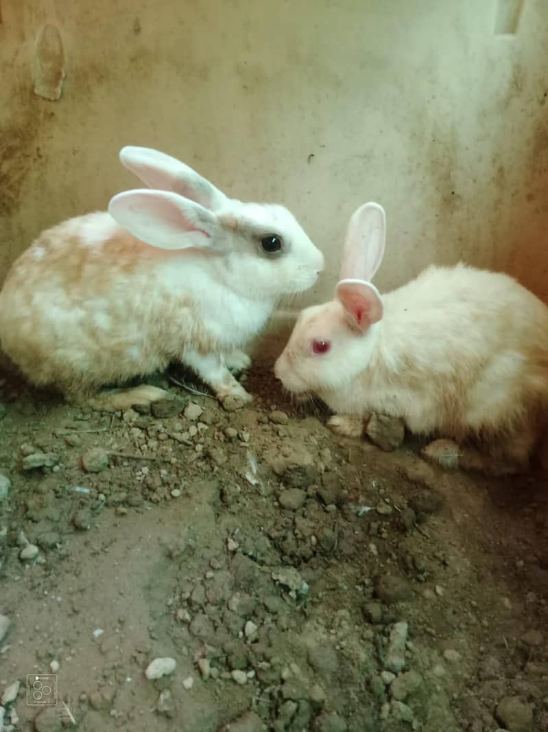 Rabbit Pair 1