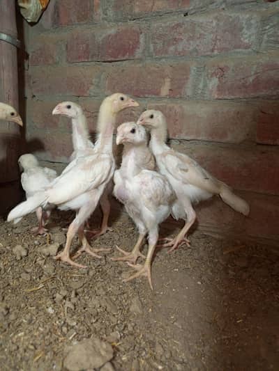 White king O shamo chiks 1month+ age