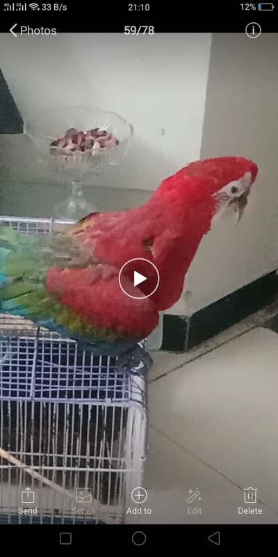 Green Wing Macaw Parrot