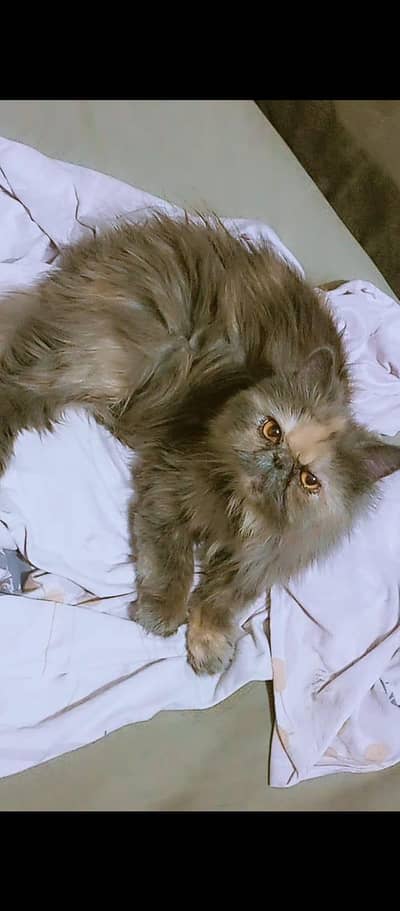piki face female cat vacinnated