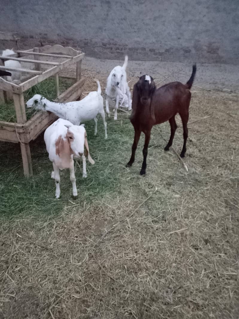 مکس بریڈ کی 4 عدد بکریاں برائے فروخت 1