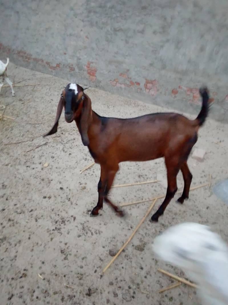 مکس بریڈ کی 4 عدد بکریاں برائے فروخت 12