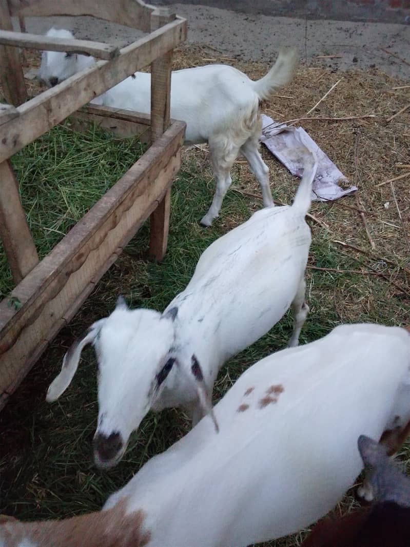 مکس بریڈ کی 4 عدد بکریاں برائے فروخت 14