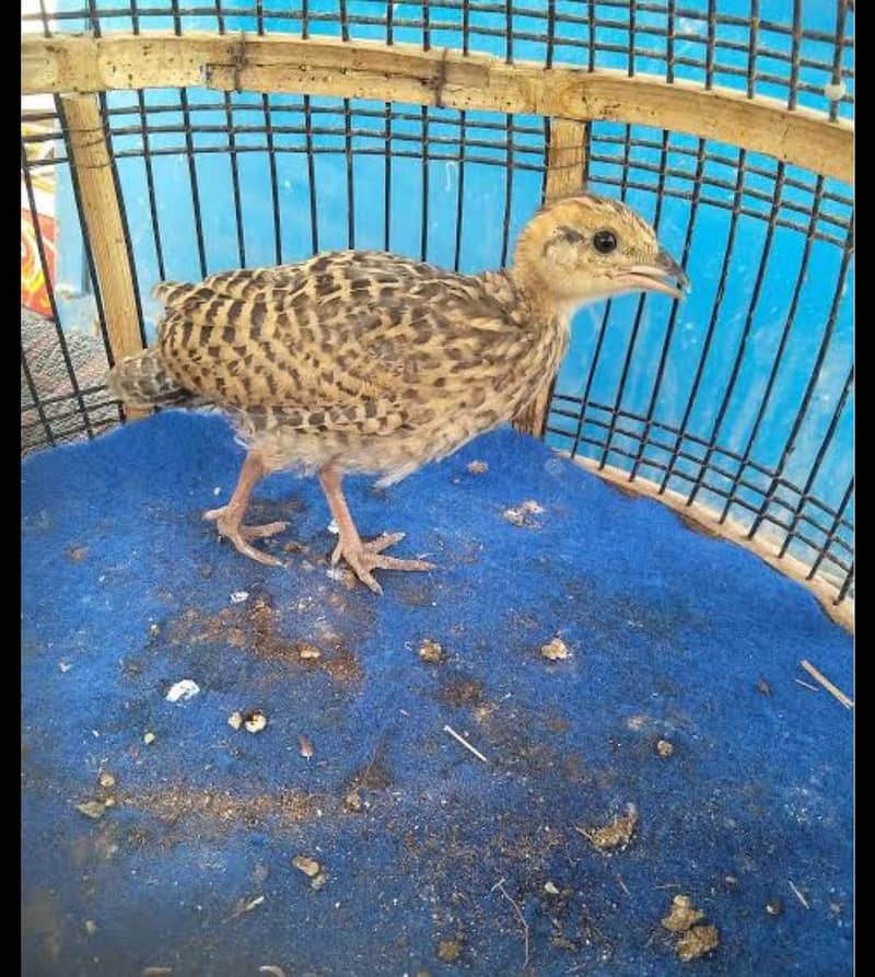 Sindhi checks available 0