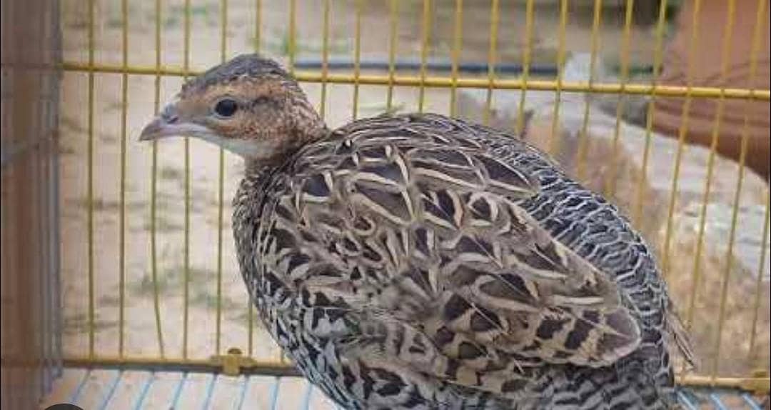 Sindhi checks available 1