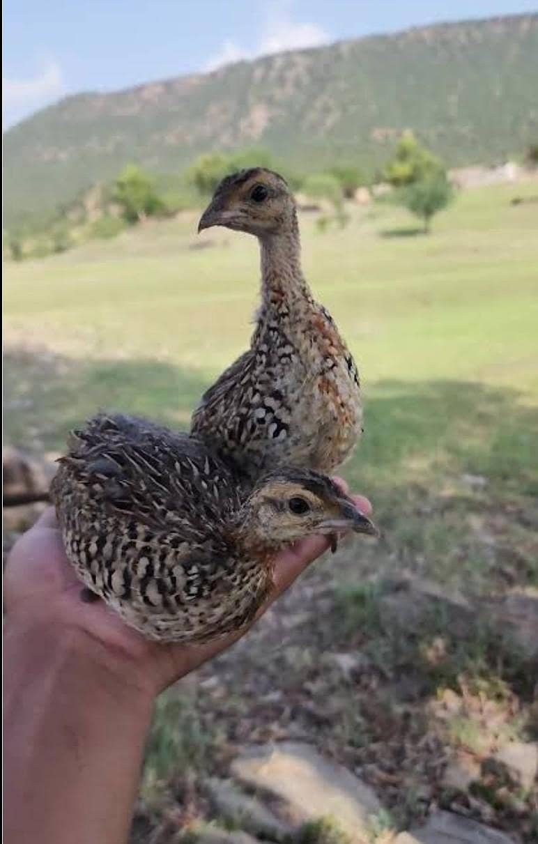 Sindhi checks available 2
