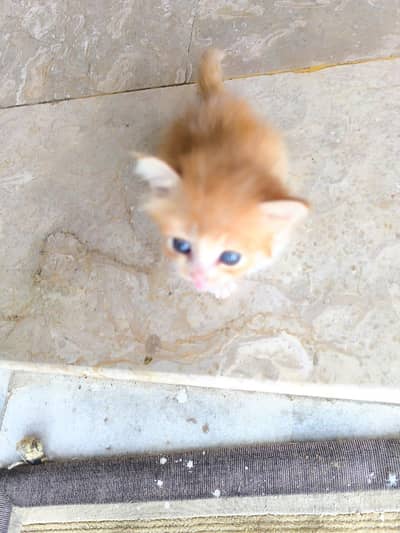 Mixed Persian cat pair