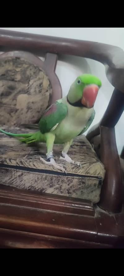raw Kashmiri parrot