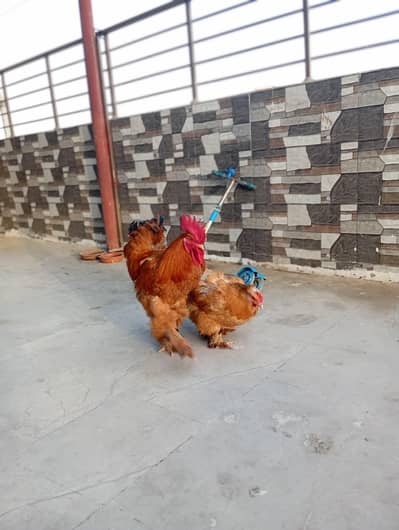 golden buff pair 100% breeders egg laying karachi only  03121158056
