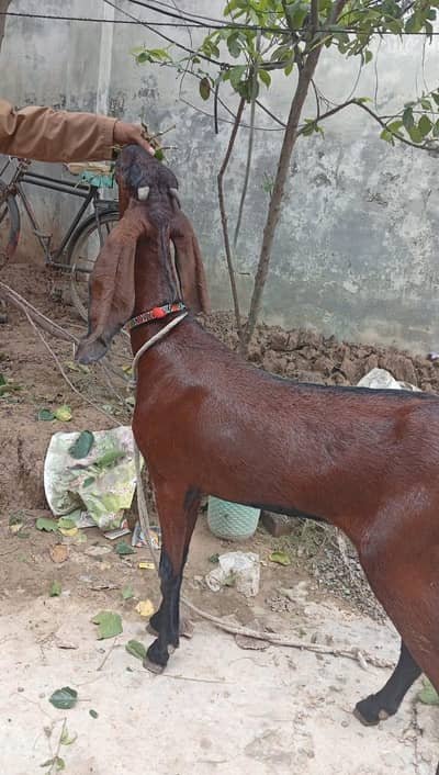 bakri 45000