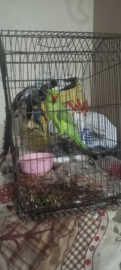 ringneck for sell
