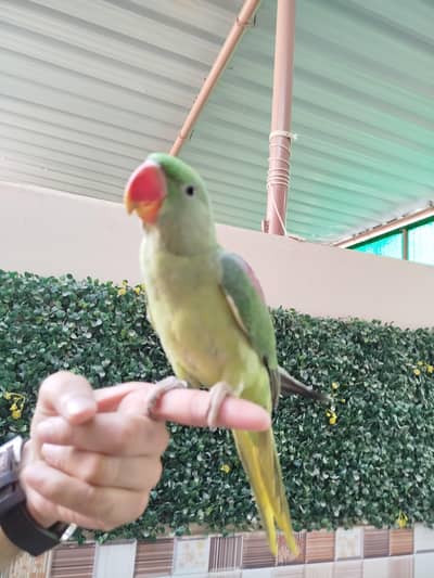 raw parrot Kashmir