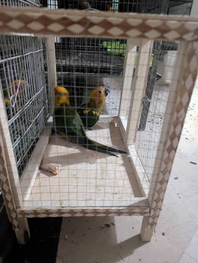 sun conure pathaybavailable