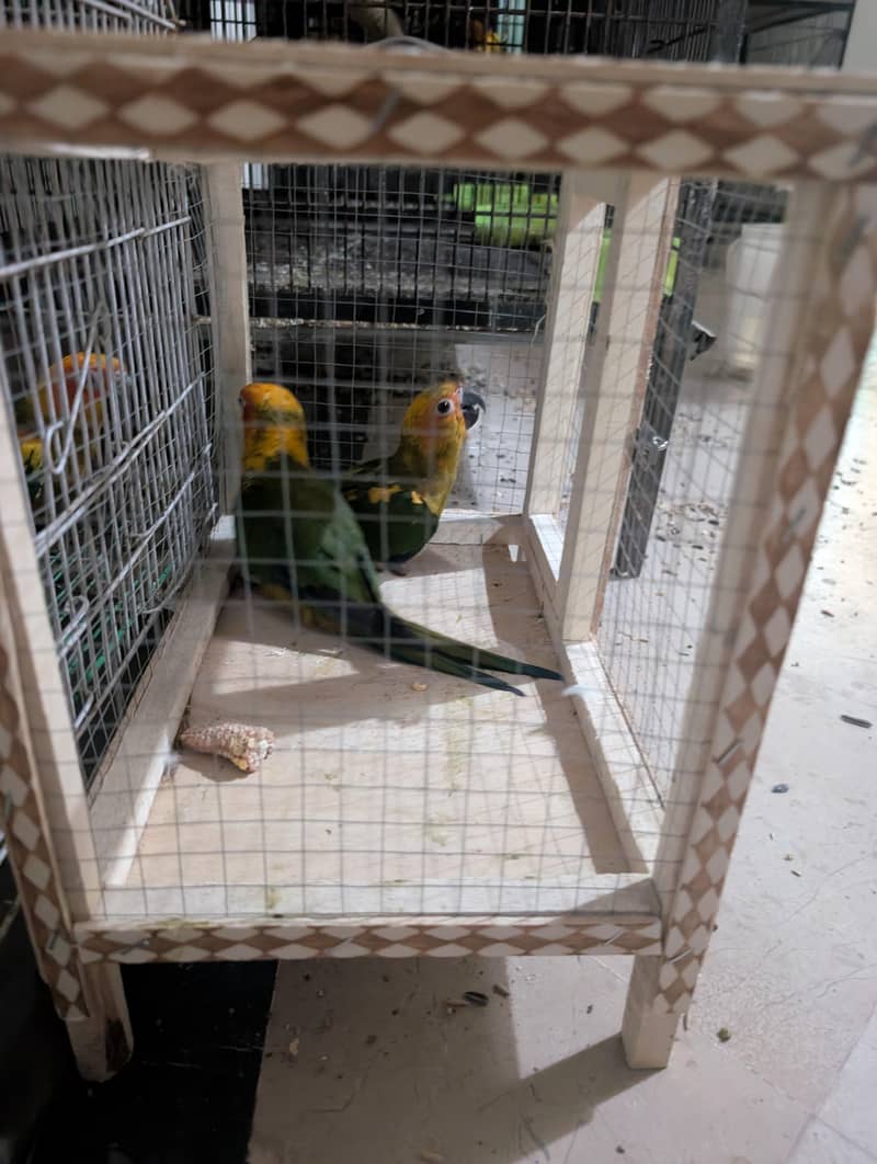 sun conure pathaybavailable 0