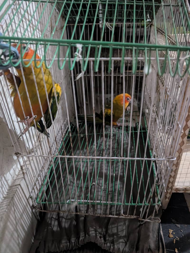 sun conure pathaybavailable 1
