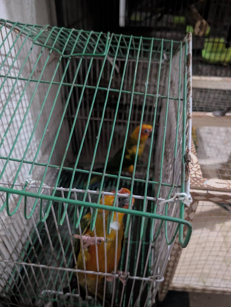 sun conure pathaybavailable 2