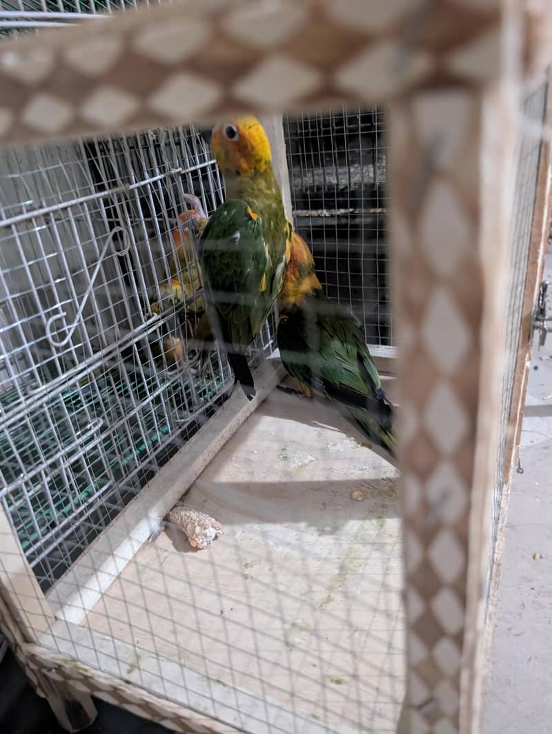 sun conure pathaybavailable 3