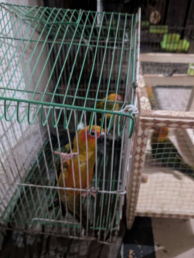 sun conure pathaybavailable 4